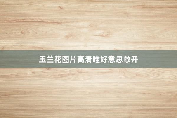 玉兰花图片高清唯好意思敞开